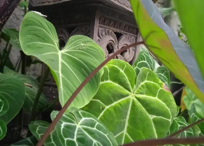Affittacamere Tanah Semujan Ubud